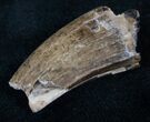 Partial Tyrannosaur Tooth - Montana #13858-2